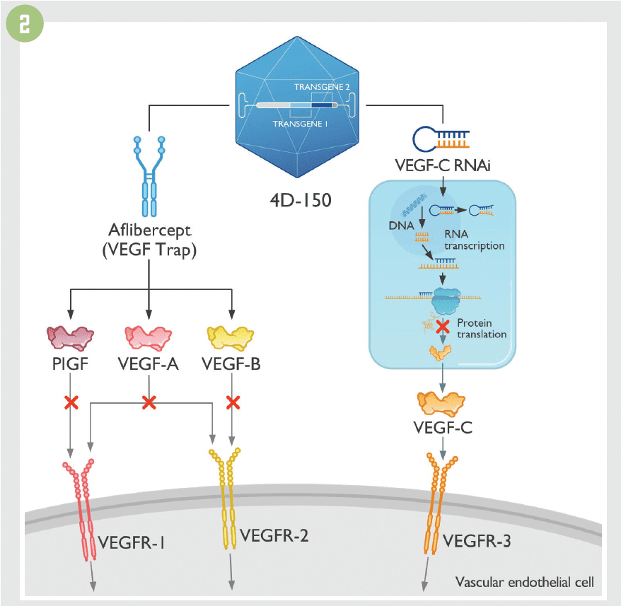 Figure 2. Method of Action of 4D-150