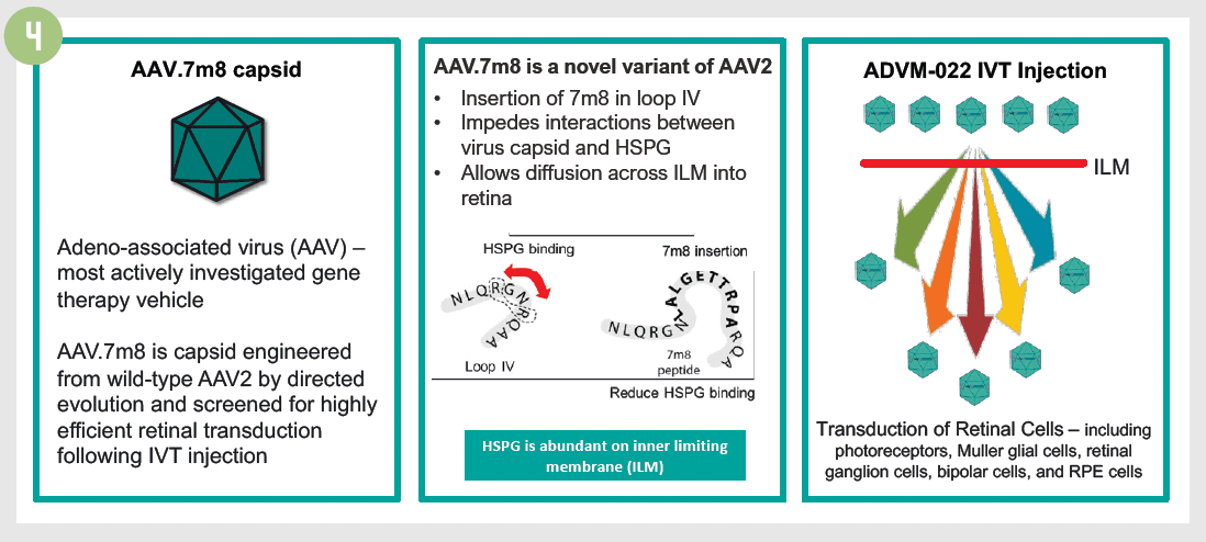 Figure 4. AAV.7m8: engineered capsid variant by directed evolution; enables efficient intravitreal  gene therapy.   (All images courtesy of Veeral Sheth, MD, MBA, FASRS, FACS)