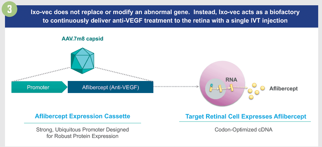 Figure 3. Ixo-vec is an aflibercept-encoding AAV.7m8 vector delivering continuous therapeutic aflibercept levels by intravitreal injection.