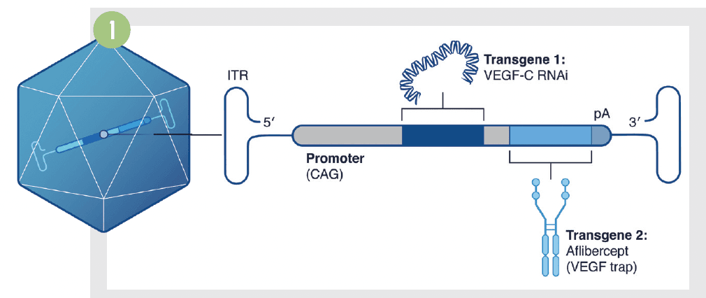 Figure 1. Transgene Cassette of 4D-150