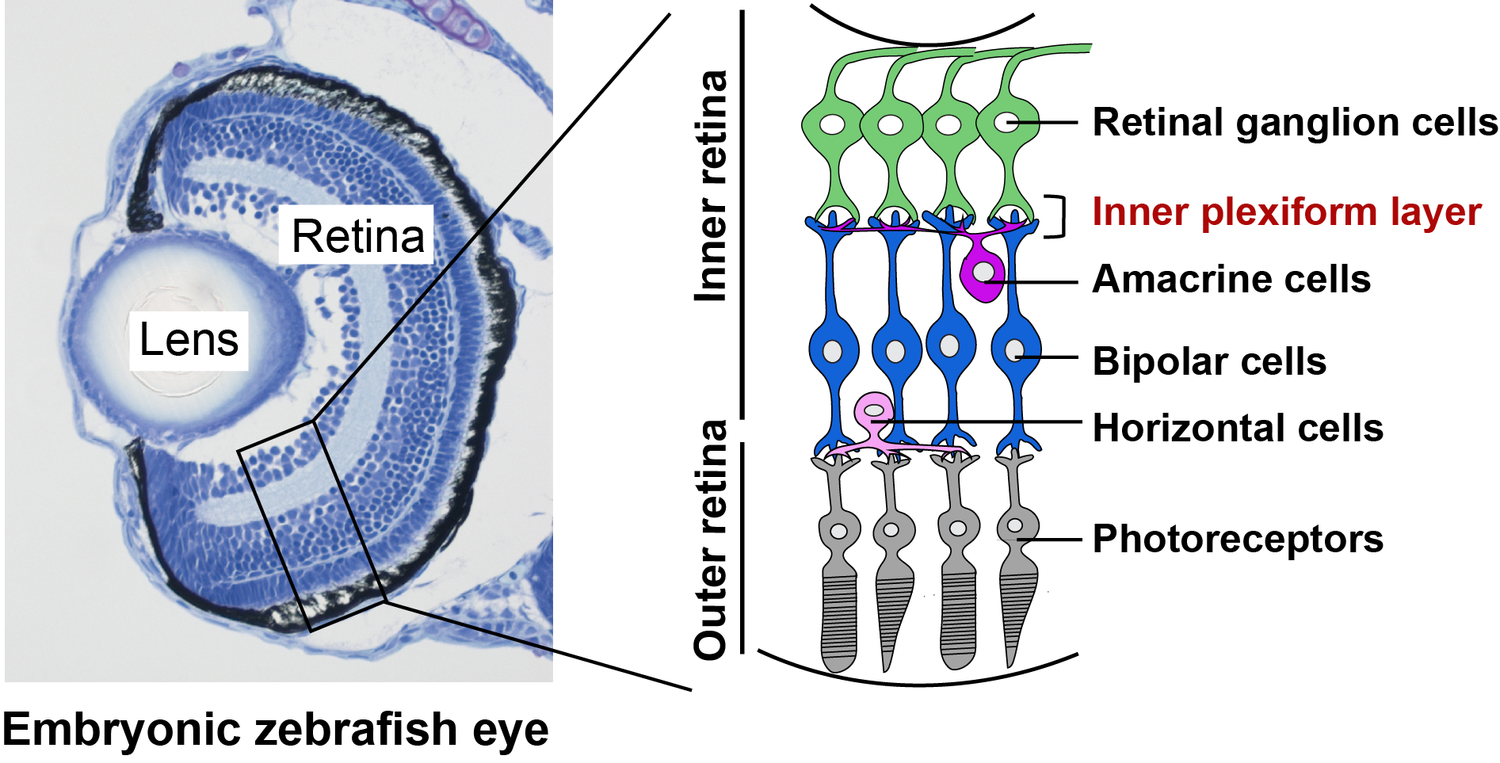 The eye works by focusing light on the back of the eye, which contains light-sensitive cells called photoreceptors. This activates electric signals, which are transmitted through the layers of neurons. The inner plexiform layer is where three types of neurons connect, including retinal ganglion cells. Long projections of these cells, called axons, form the optic nerve, which connects to the visual centres of the brain. (Image courtesy of OIST)
