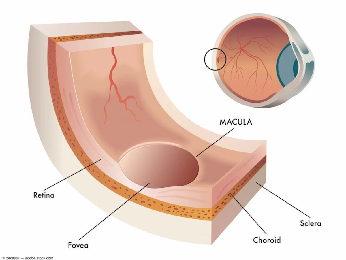 An illustration of the retina, showing where macular holes develop. Image credit: ©rob3000 – stock.adobe.com
