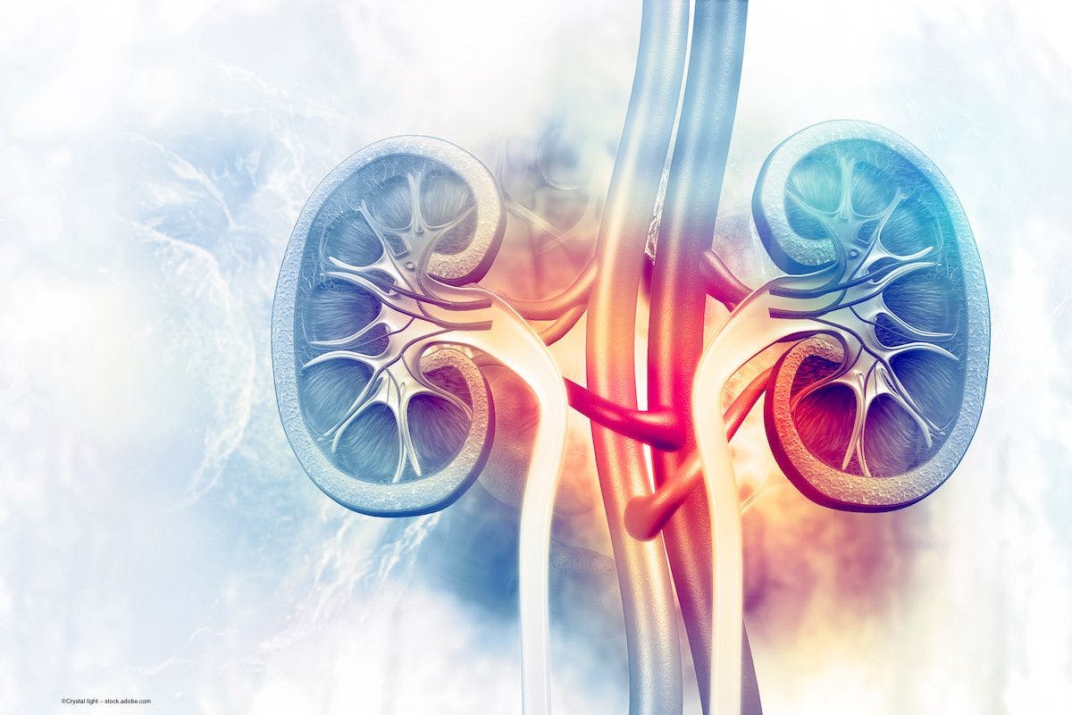An illustration of human kidneys, viewed as a cross-section. Image credit: ©Crystal light – stock.adobe.com