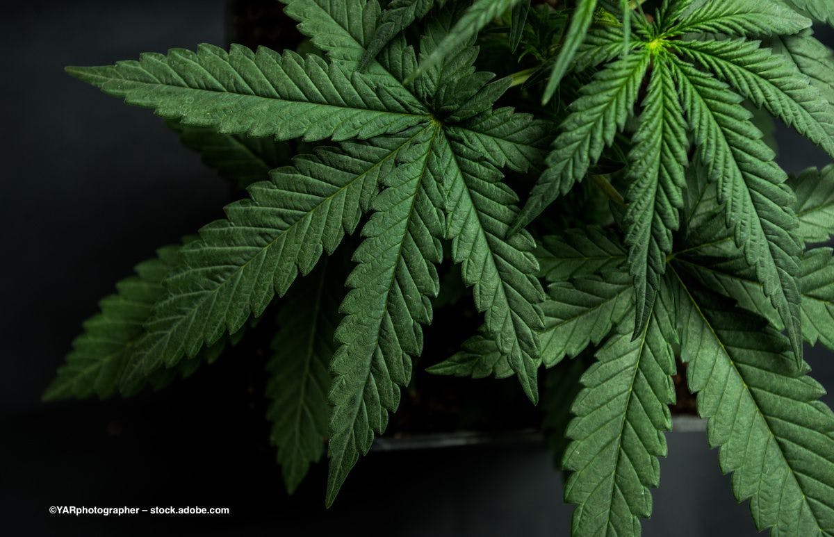 Marijuana leaves against a dark background. Image credit: ©YARphotographer – stock.adobe.com