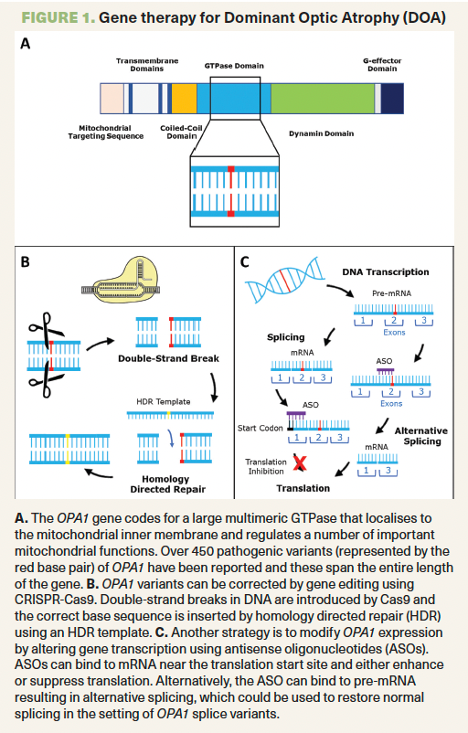 The ins and outs of gene therapy for inherited optic neuropathies