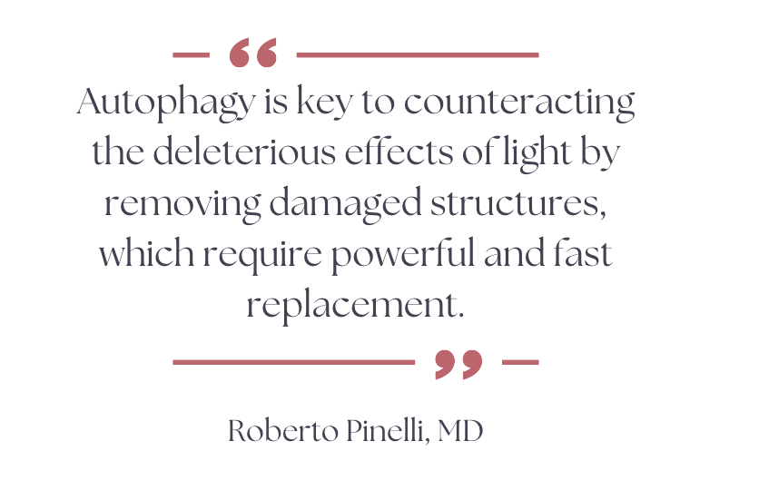 Autophagy is key to counteracting the deleterious effects of light by removing damaged structures, which require powerful and fast replacement.