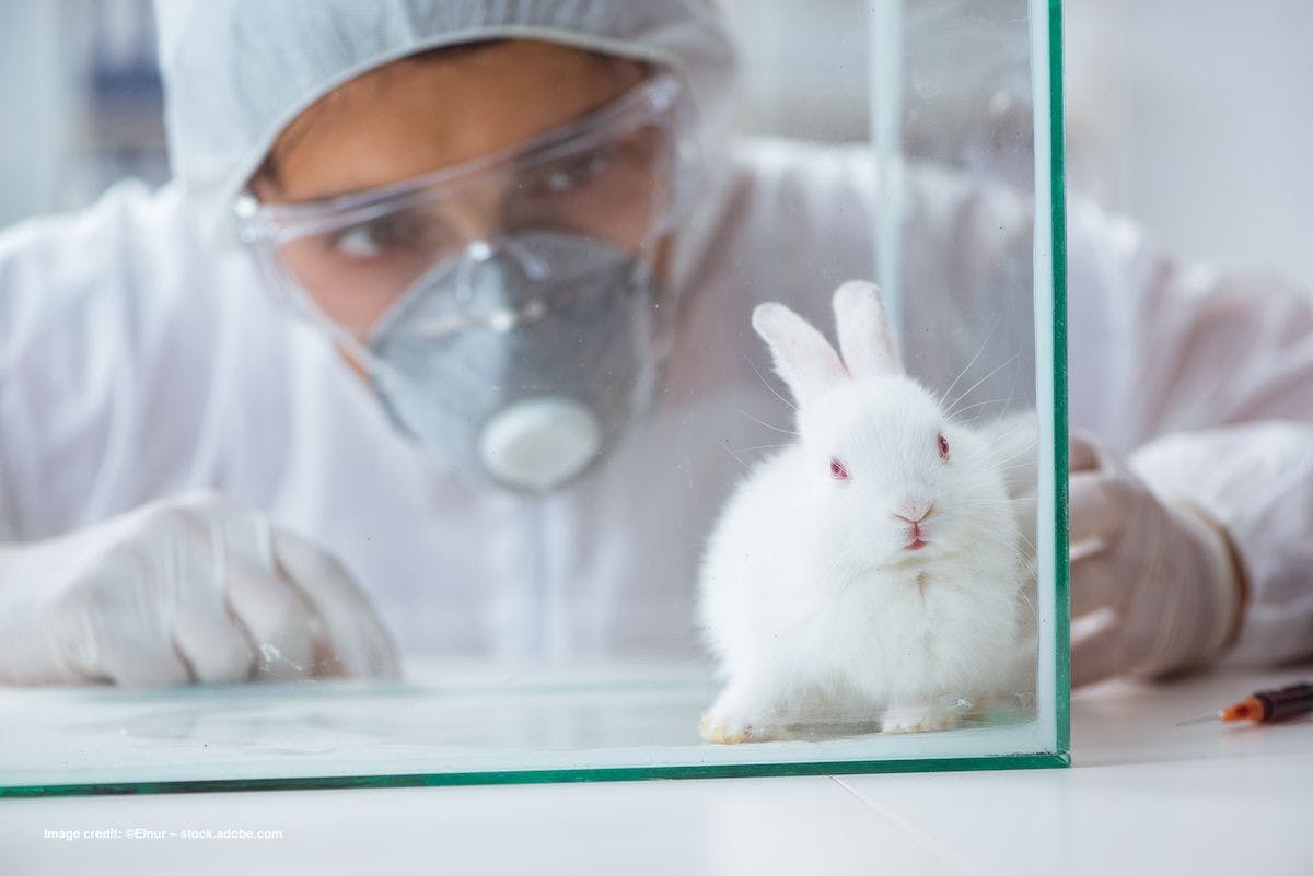 A researcher in personal protective equipment looks at a white rabbit in a glass tank. Image credit: ©Elnur – stock.adobe.com